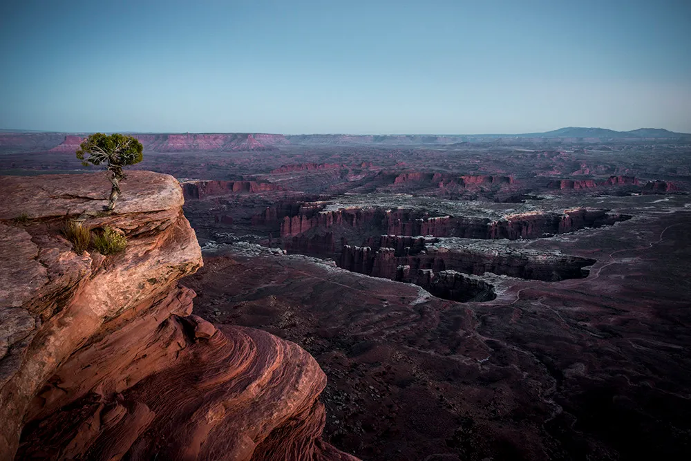 A solitary juniper growing from the edge of a sandstone cliff above a vast canyon basin at dawn