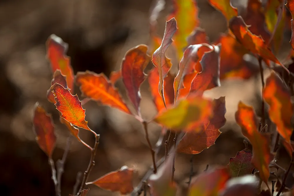 Small oak leaves turning red and gold, rimmed with light where the sun passes through them
