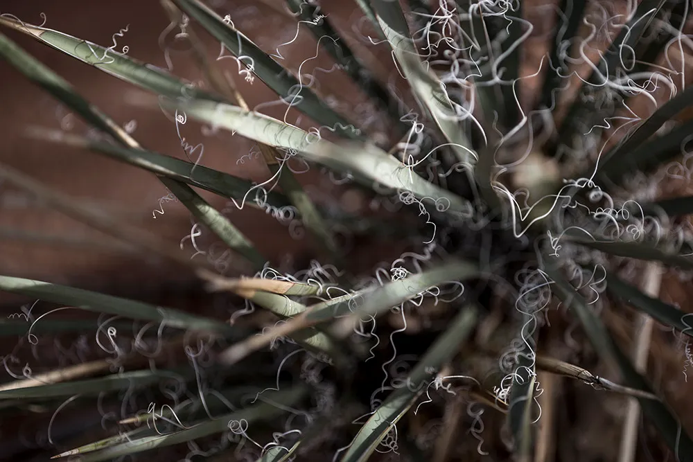 Curling white fibers peeling away from the blades of a yucca against a red rock background
