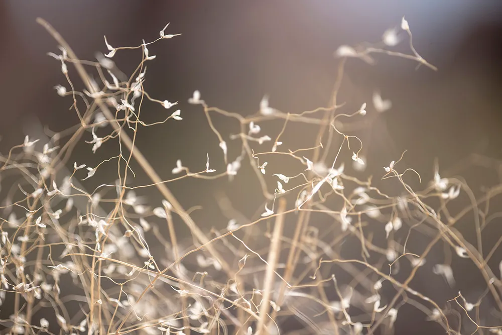 A tangle of dry, pale seed stalks catching low winter sunlight against a dark background