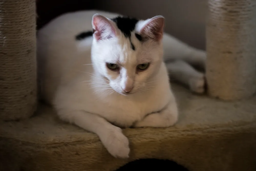 A white cat with black markings resting on a carpeted cat tree, looking down in soft window light