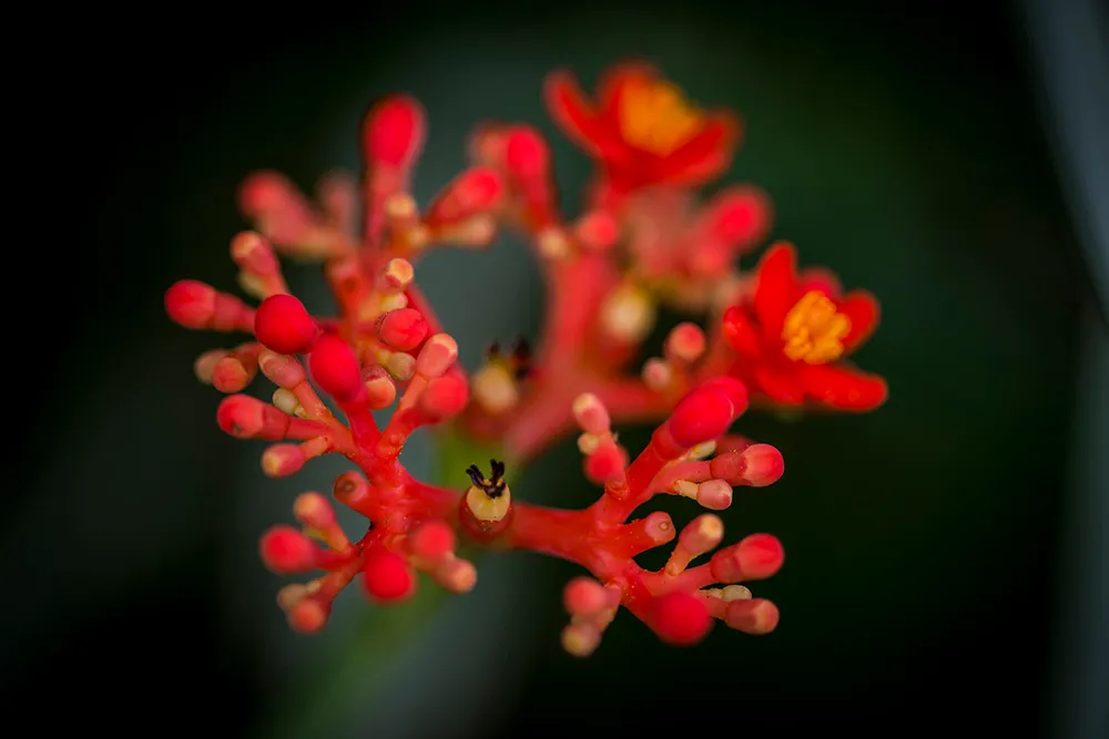 A branching cluster of small scarlet buds and two open yellow-centered flowers against dark green foliage