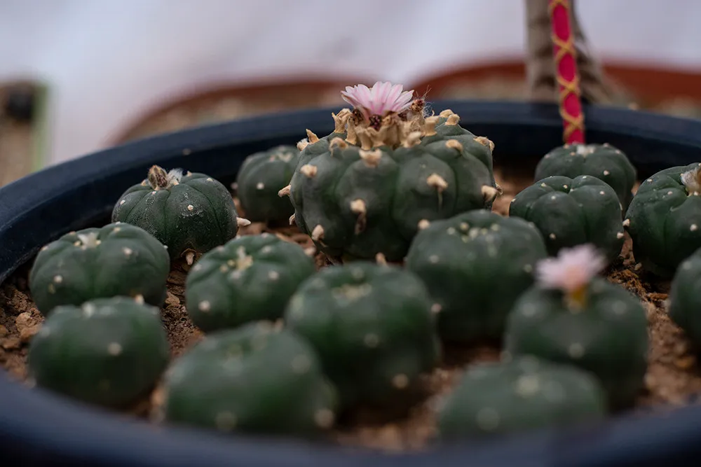 A tray of small spineless button cacti packed in sandy soil, two of them topped with pale pink blossoms