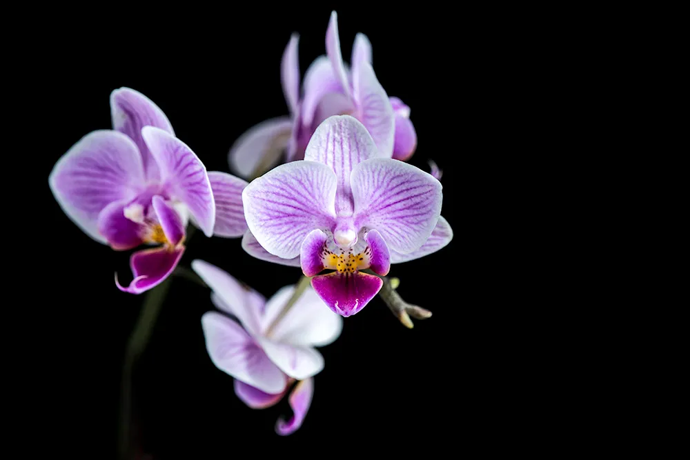 A spray of pale purple moth orchid blooms with veined petals and yellow-flecked centers, isolated on black
