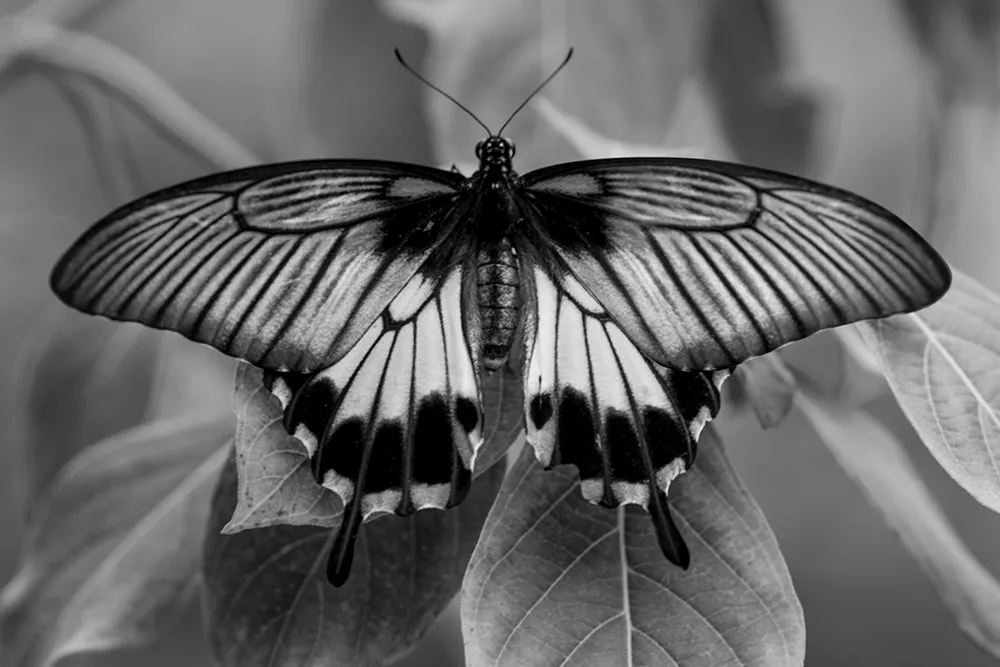 A swallowtail butterfly resting with wings fully open on leaves, its banded wing pattern rendered in black and white