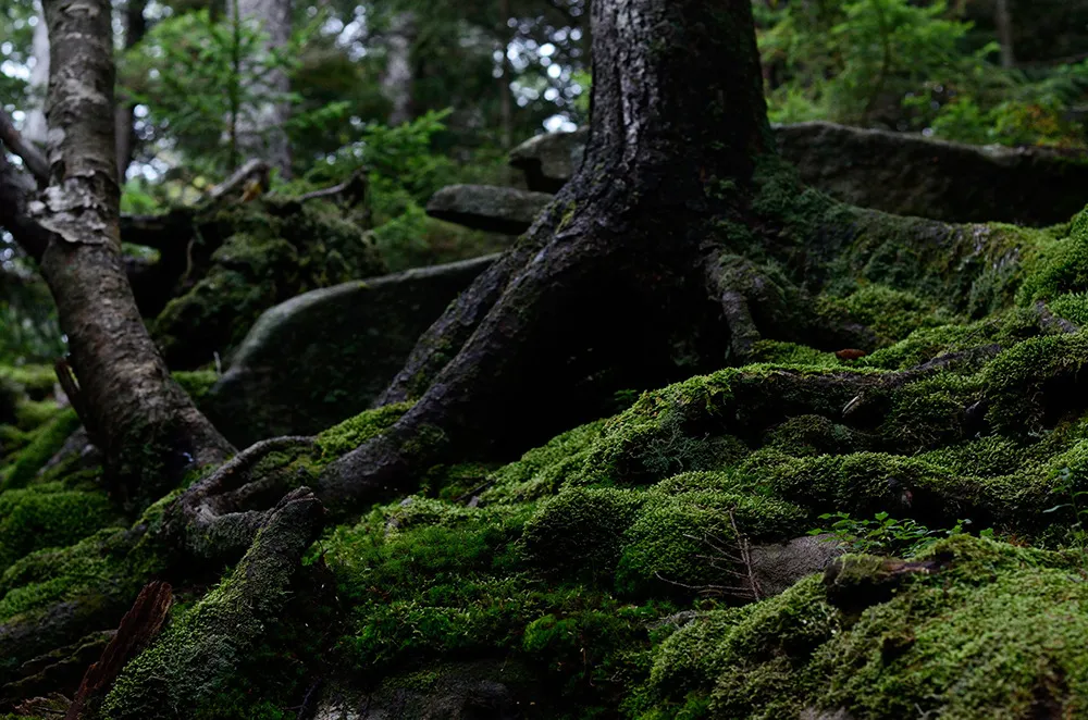 Deep green moss covering boulders and exposed tree roots on a shaded northern forest floor