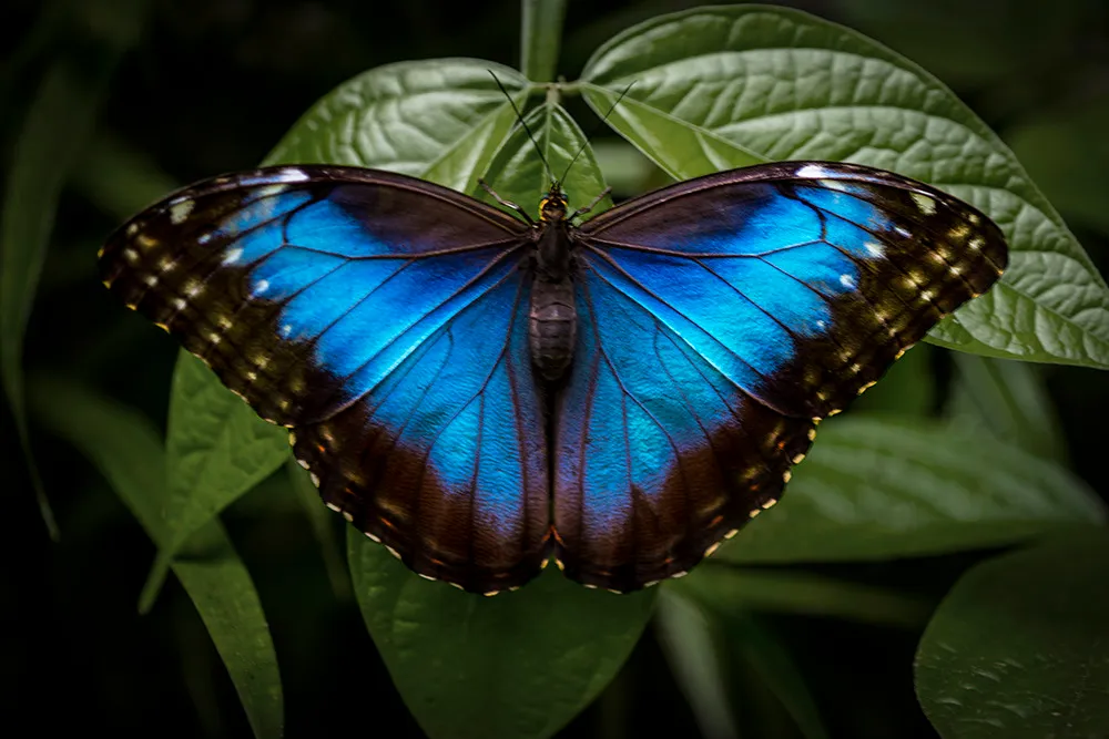 A blue morpho butterfly with iridescent blue wings spread open on a broad green leaf in shadow