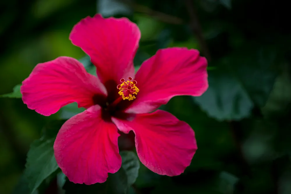 A deep pink hibiscus flower opened flat, its yellow-tipped stamen column extending from the center