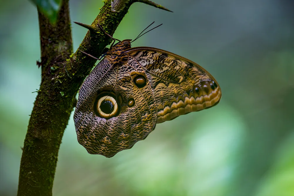 An owl butterfly clinging to a mossy stem, the large dark eyespot on its folded underwing facing the camera